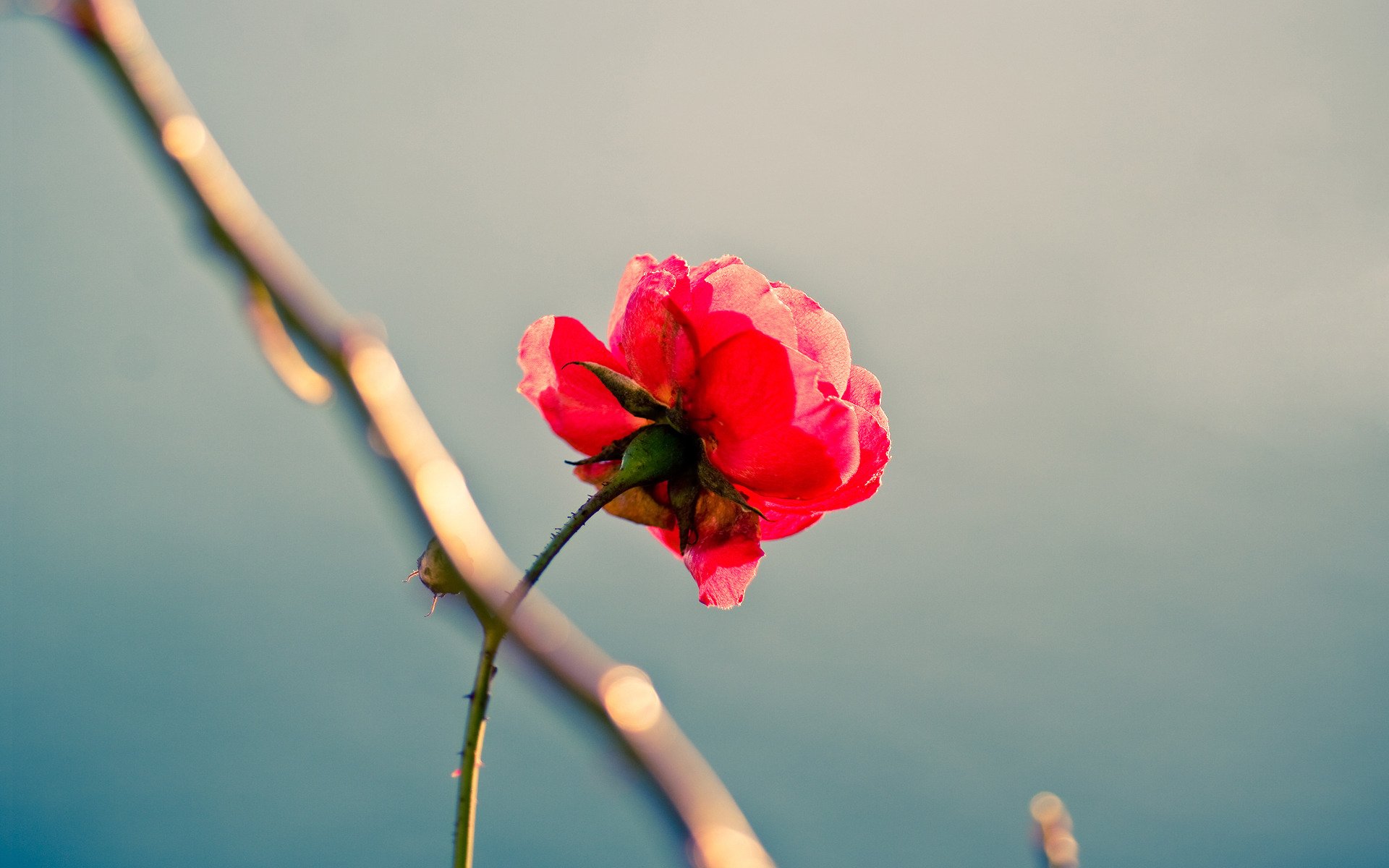 rosa soledad perfeccionismo belleza