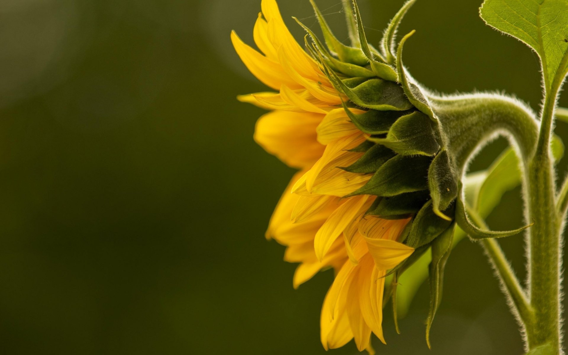 yellow sunflower close up