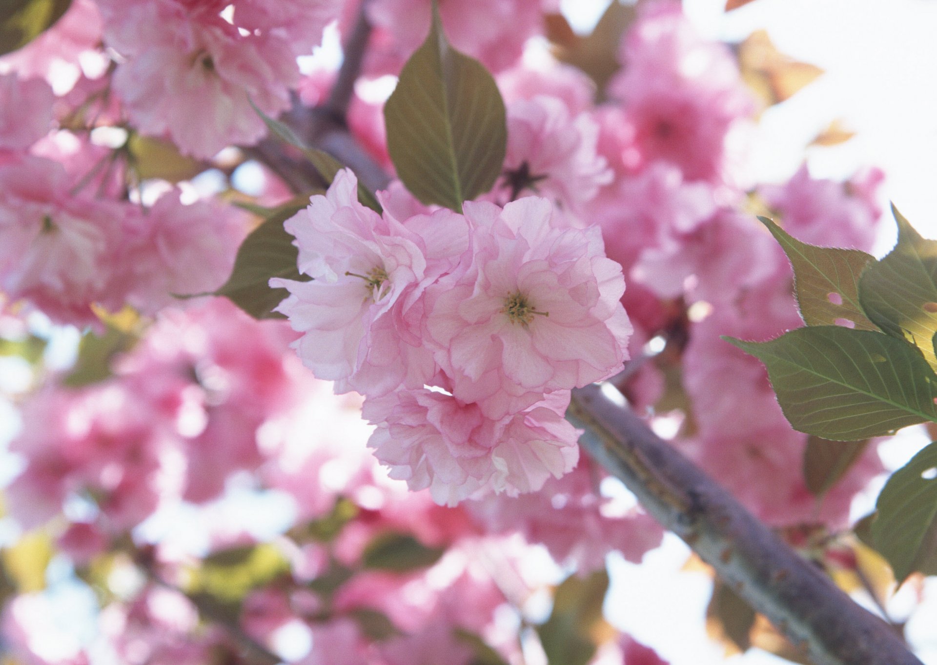 kwiat różowy płatki wiśnia sakura makro gałęzie wiosna kwiaty delikatność