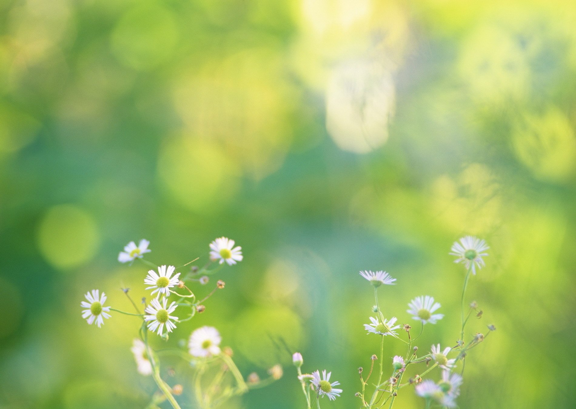 marguerites fleurs verdure nature