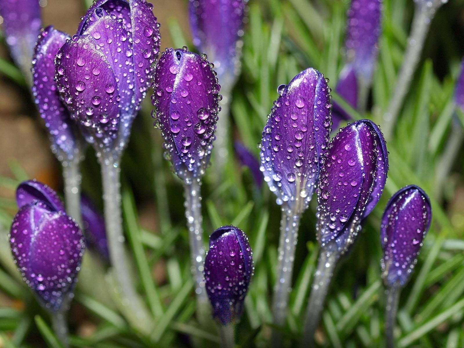 flores lila rocío gotas