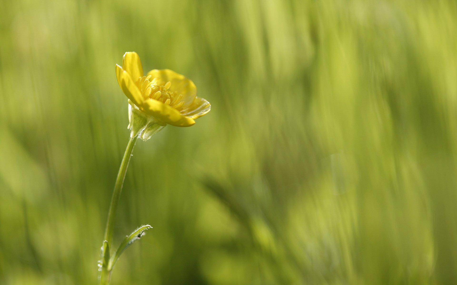 flower yellow close up green in the simple beauty