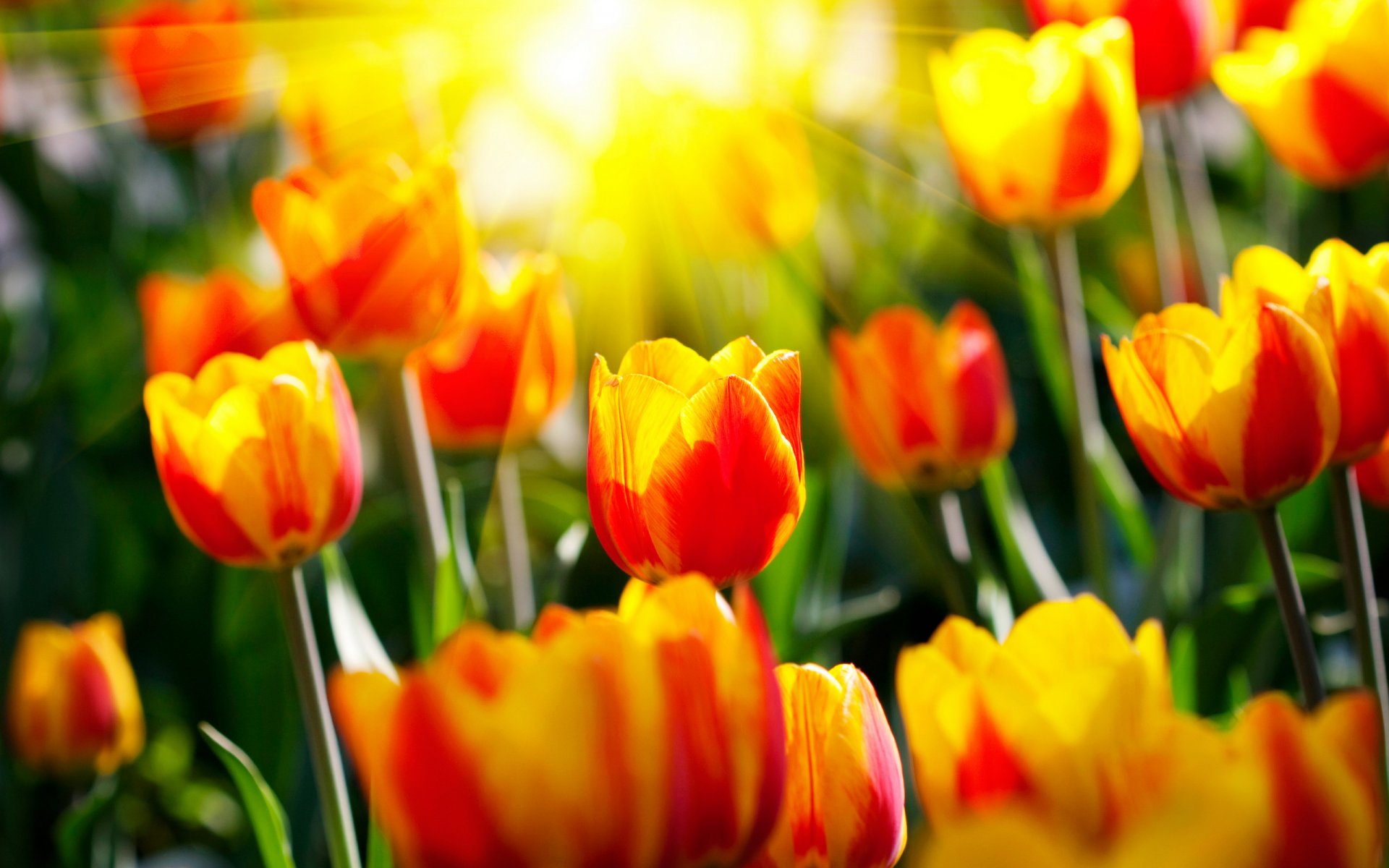 flower tulips light spring sun rays supplies park