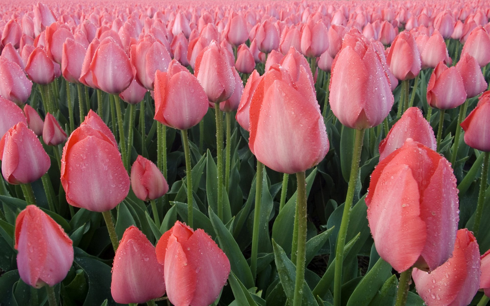 tulipes rosée feuilles