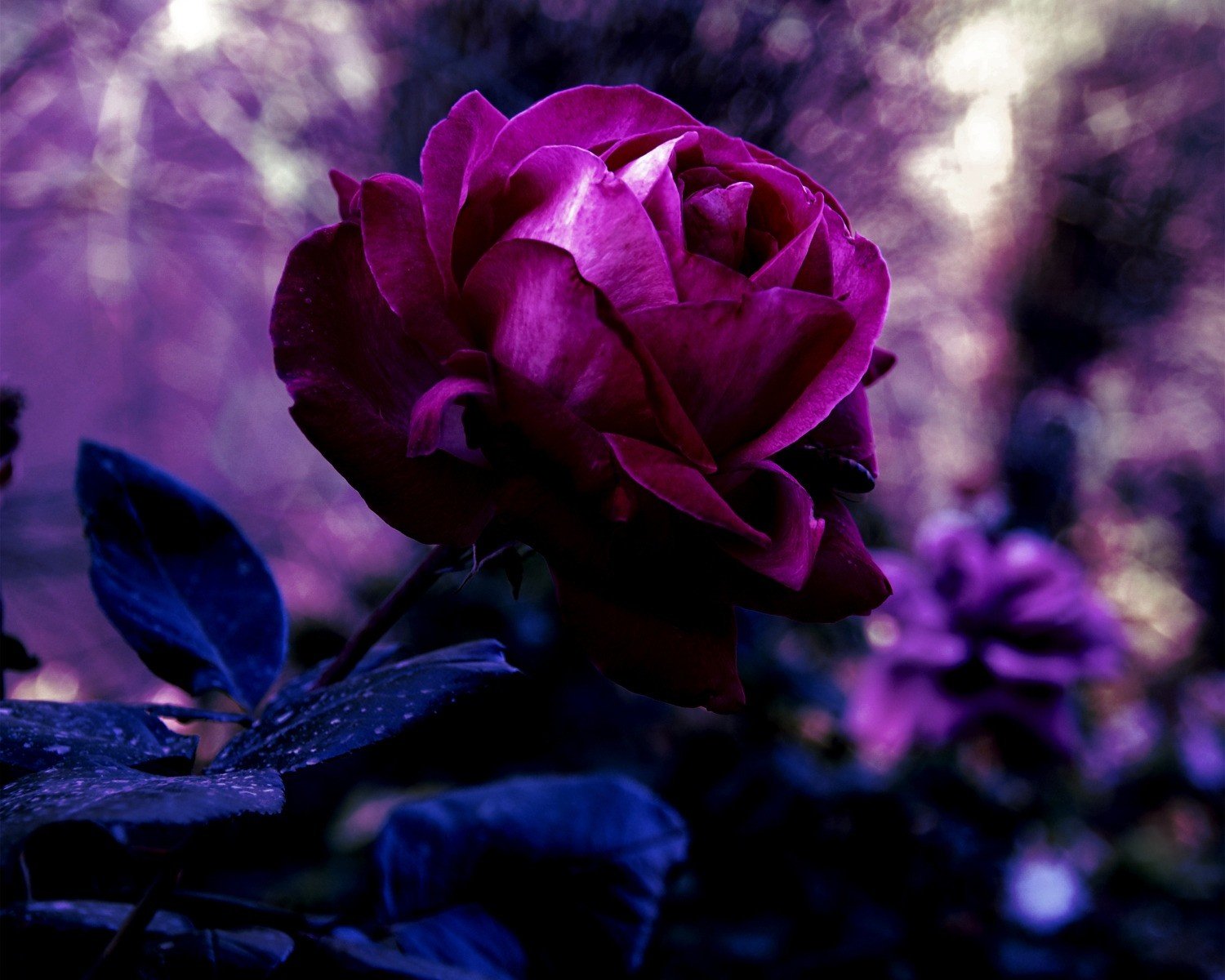 rose bourgeon fleur pétales rouge sombre violet violet couleur feuilles flou macro nature