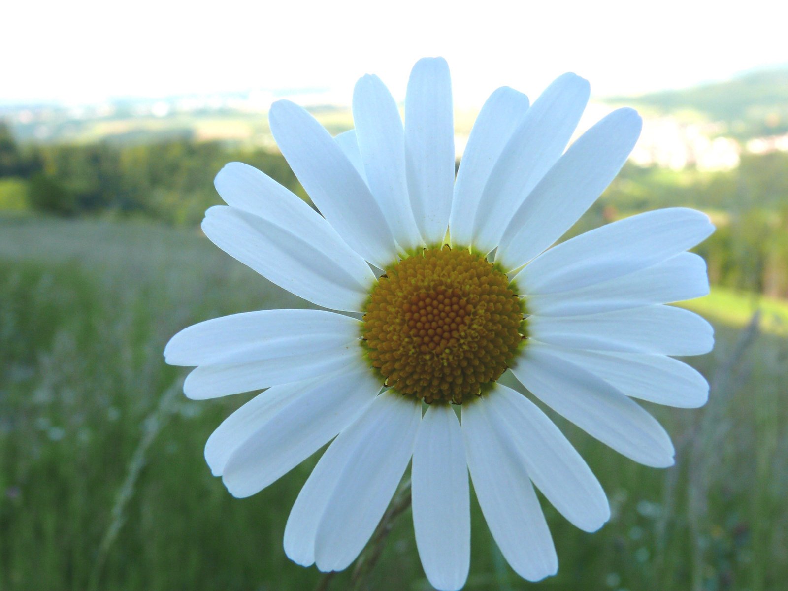 camomille été un