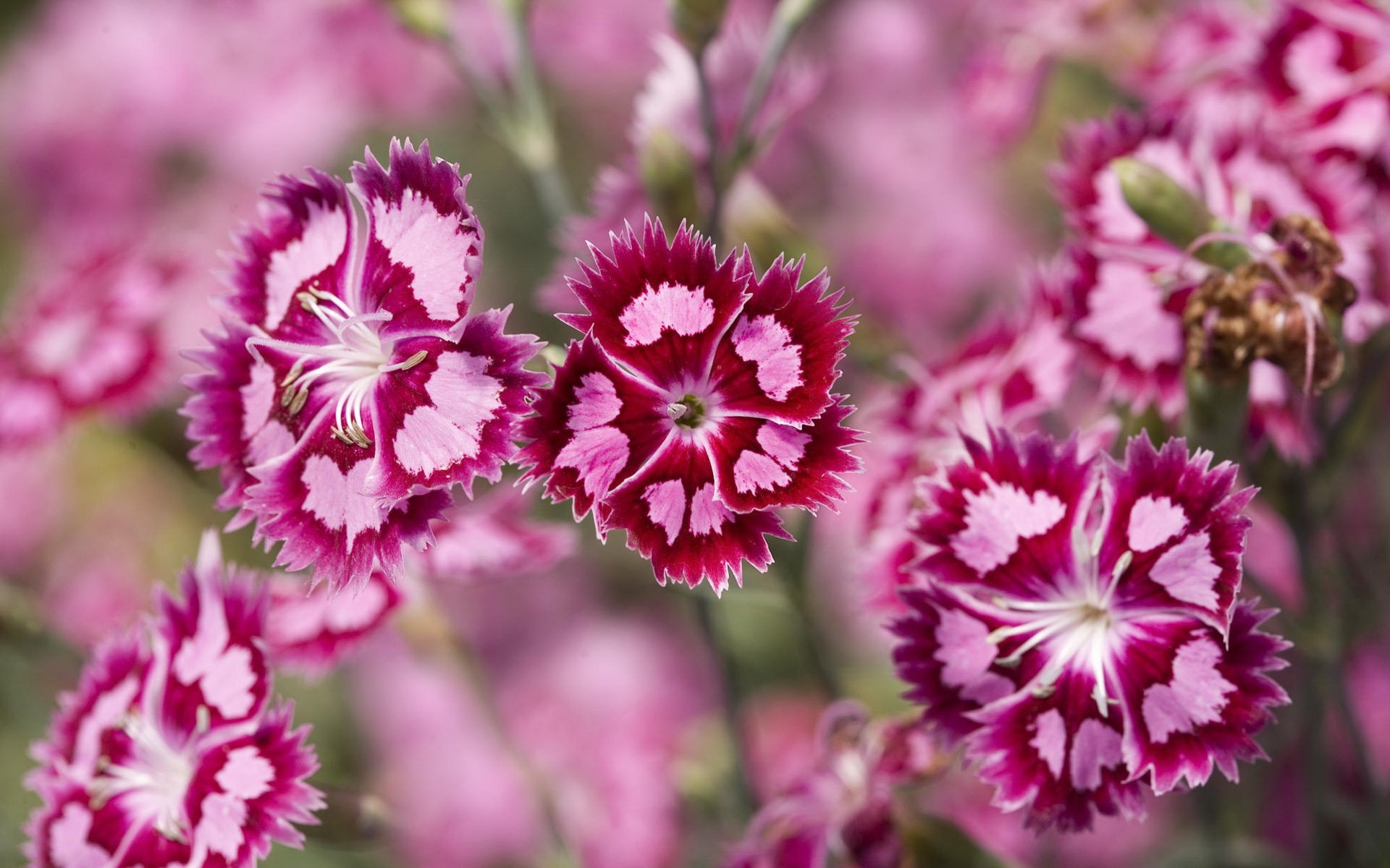 garofano rosa viola piante