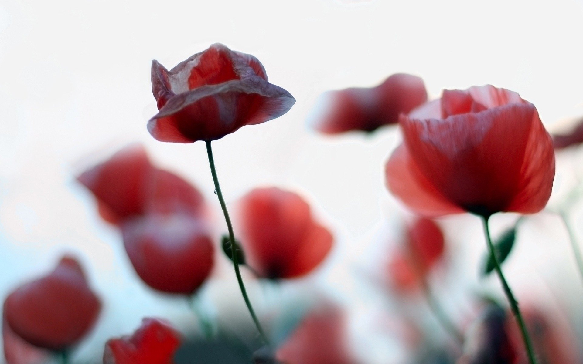 nature close up plants red poppies flower