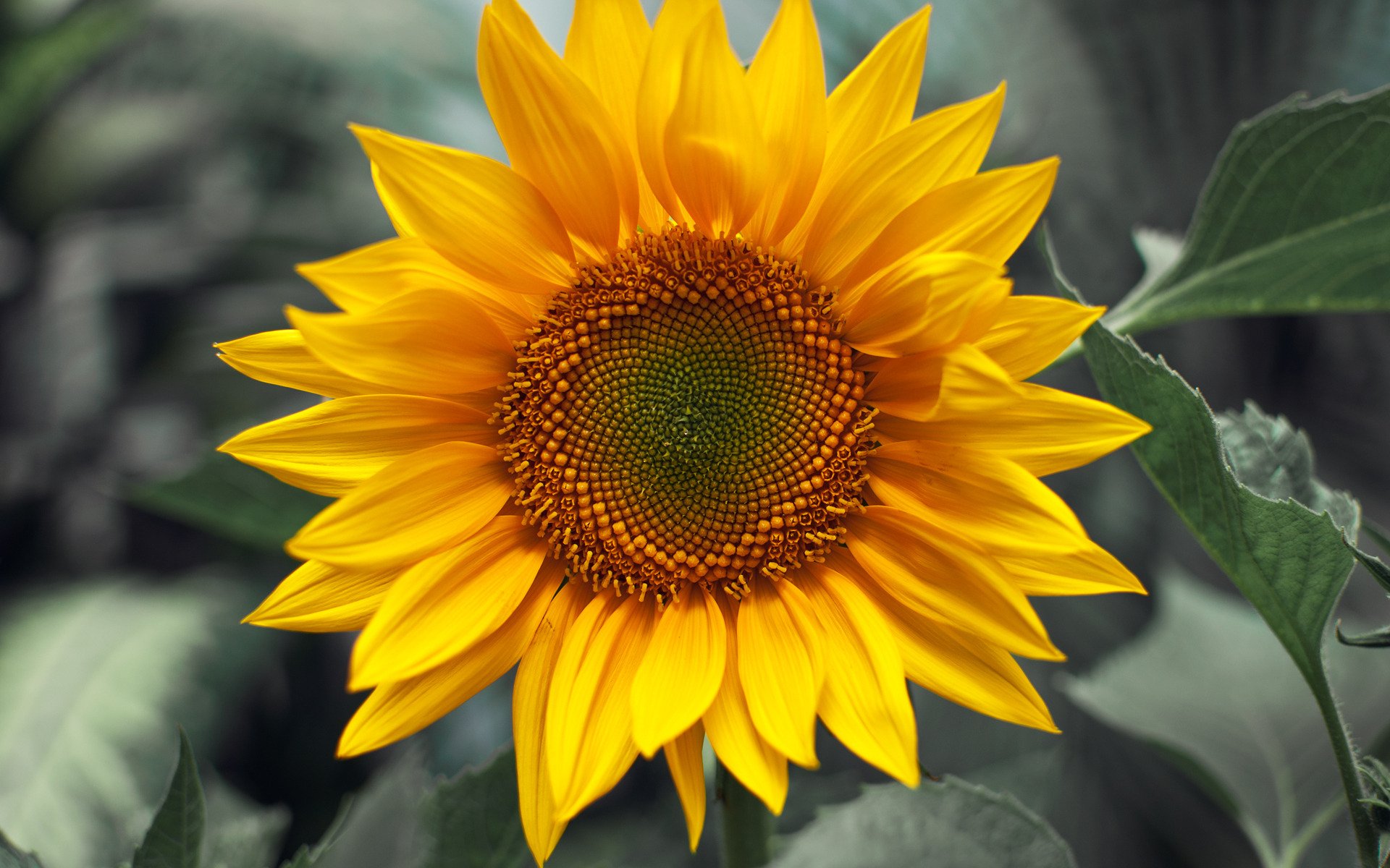 flower close up sunflowers plant yellow