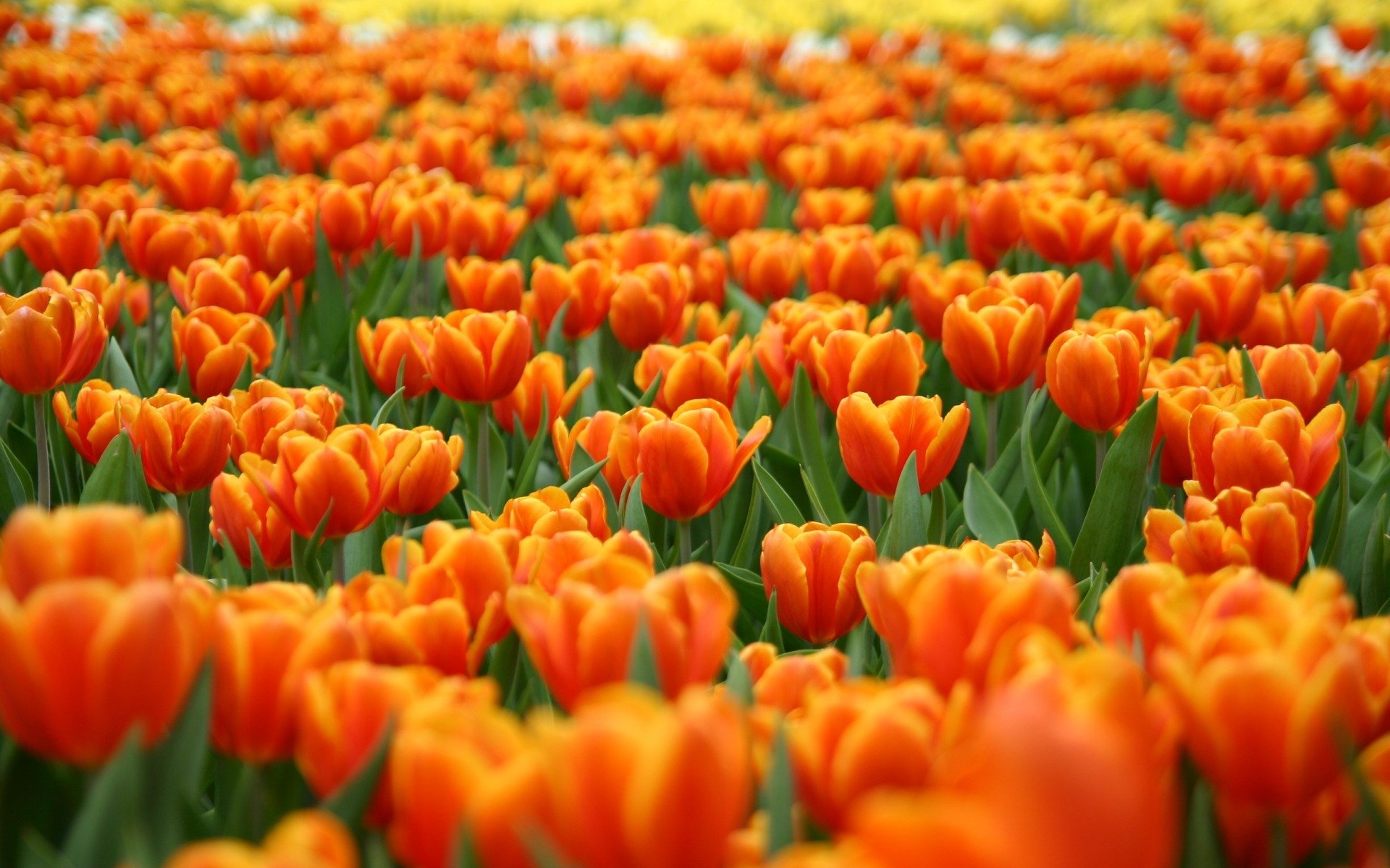 field of tulips flower nature