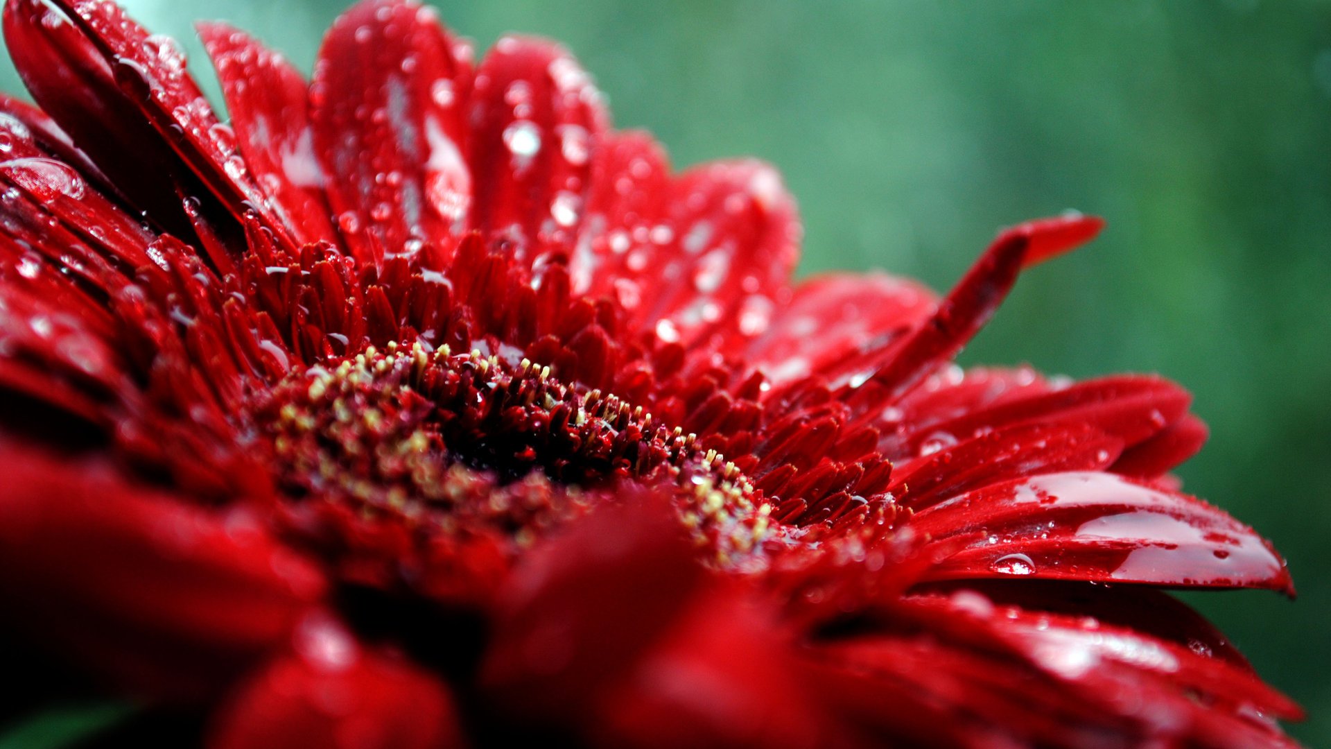 gros plan fleur pétales rouge gouttes plante