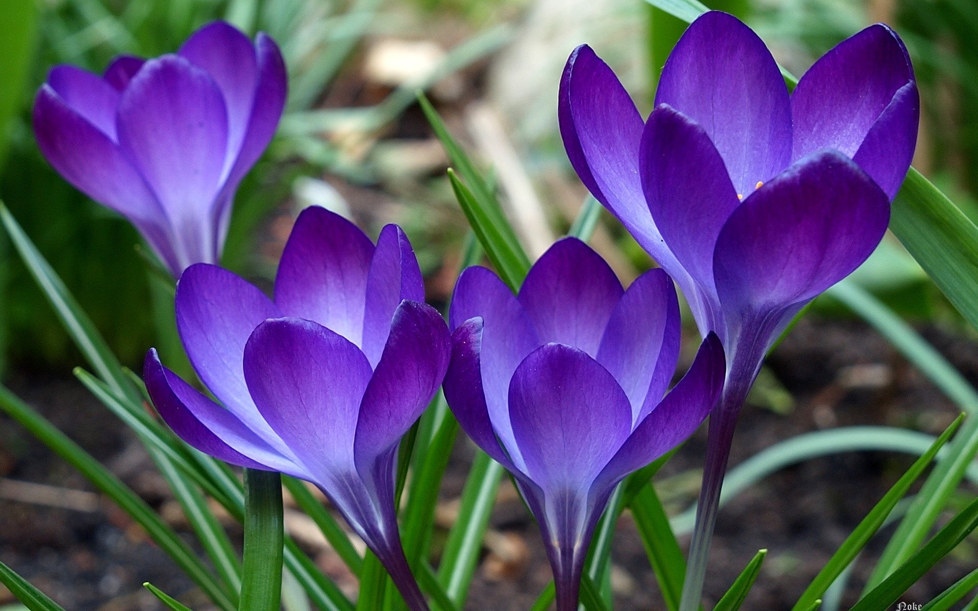 fleurs violet verdure