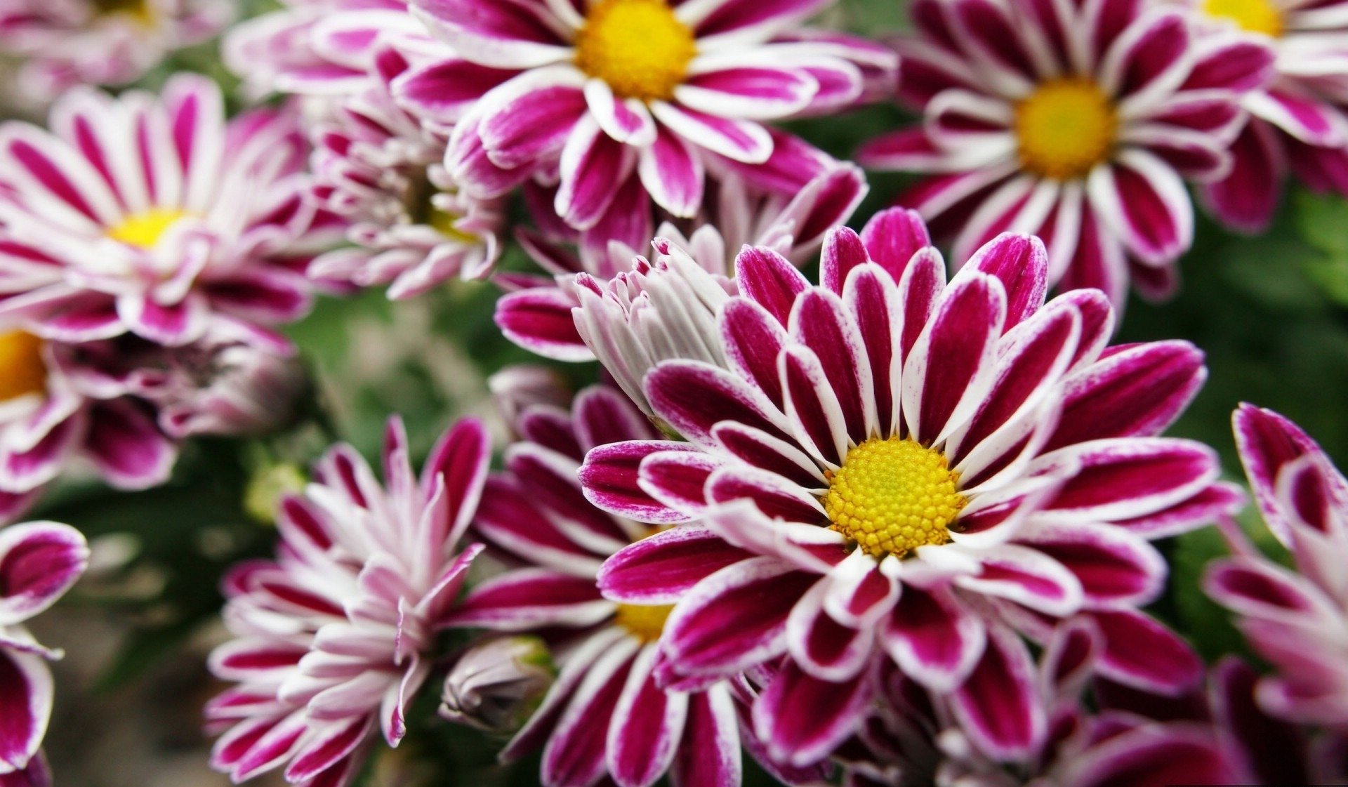 flores moradas con amarillo