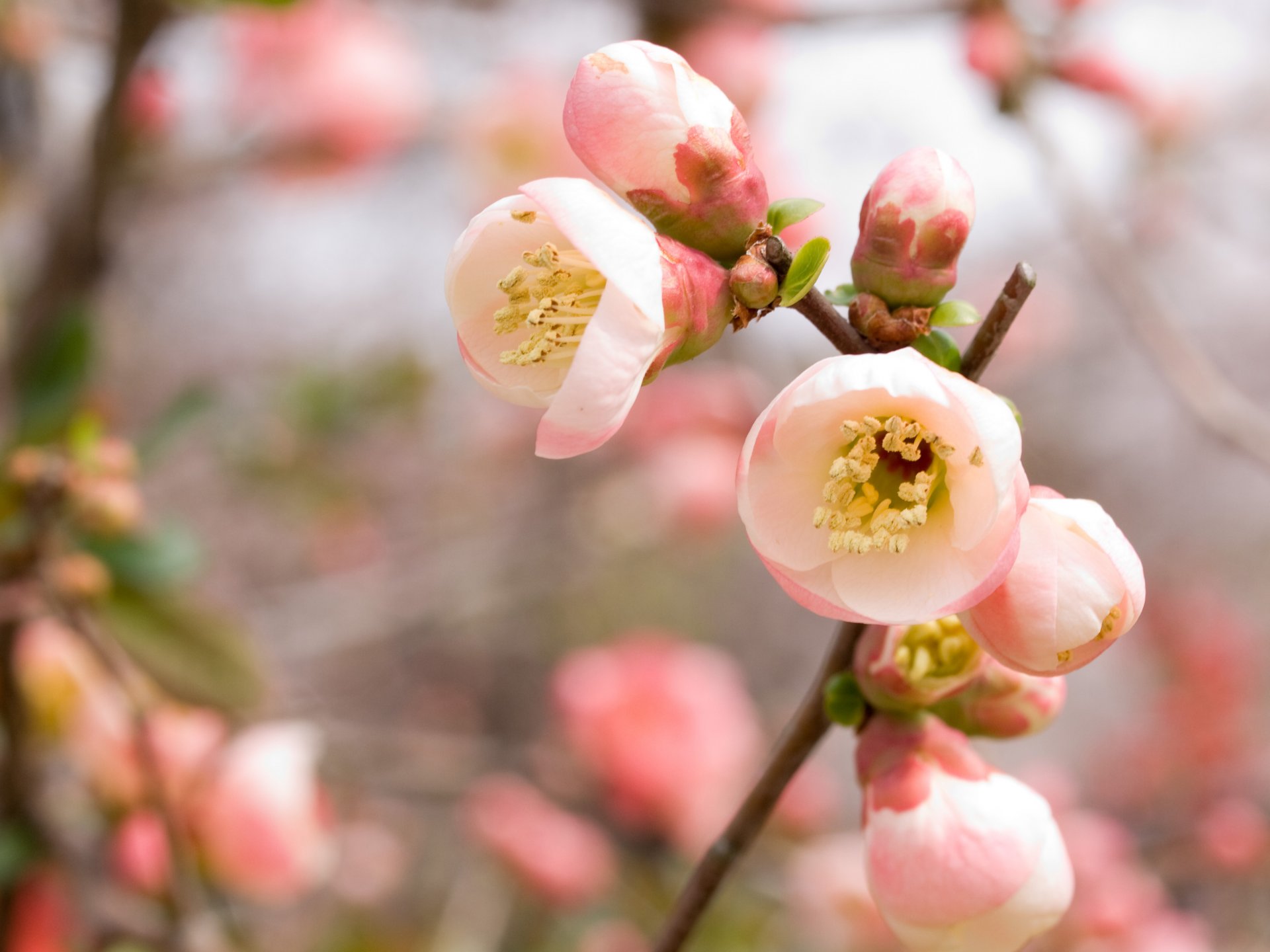 cherry sakura pink bloom branch spring