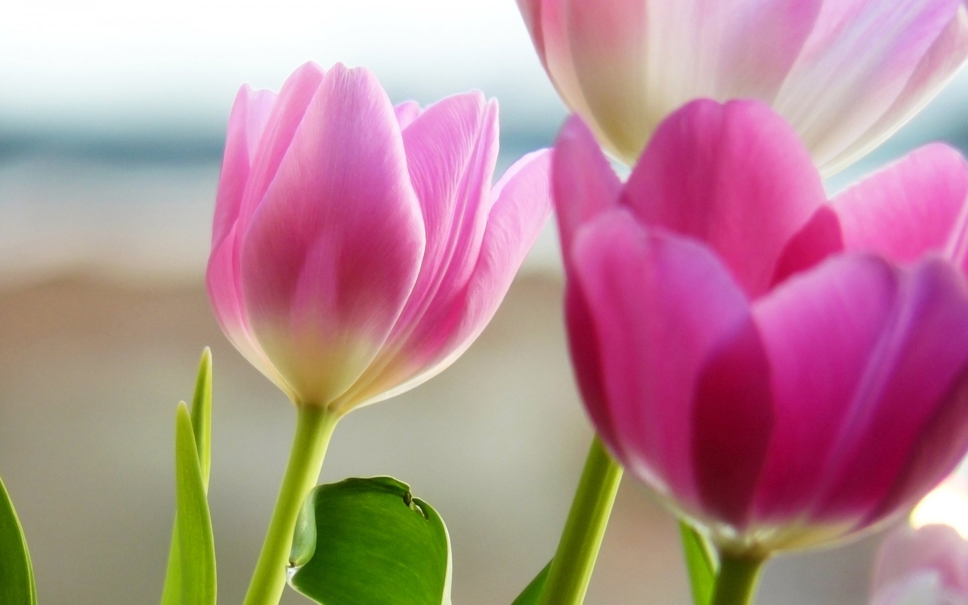 rosa blütenblätter blumen tulpen