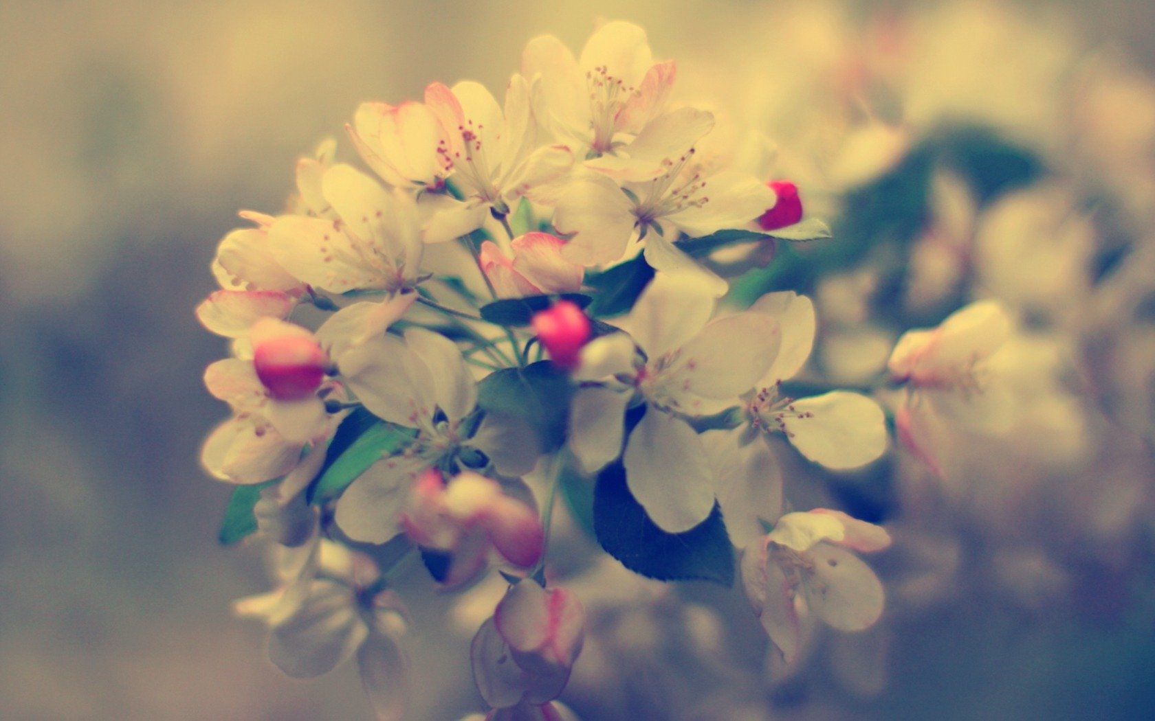 natura foto macro ramo piante fiori boccioli fioritura primavera sfondo carta da parati