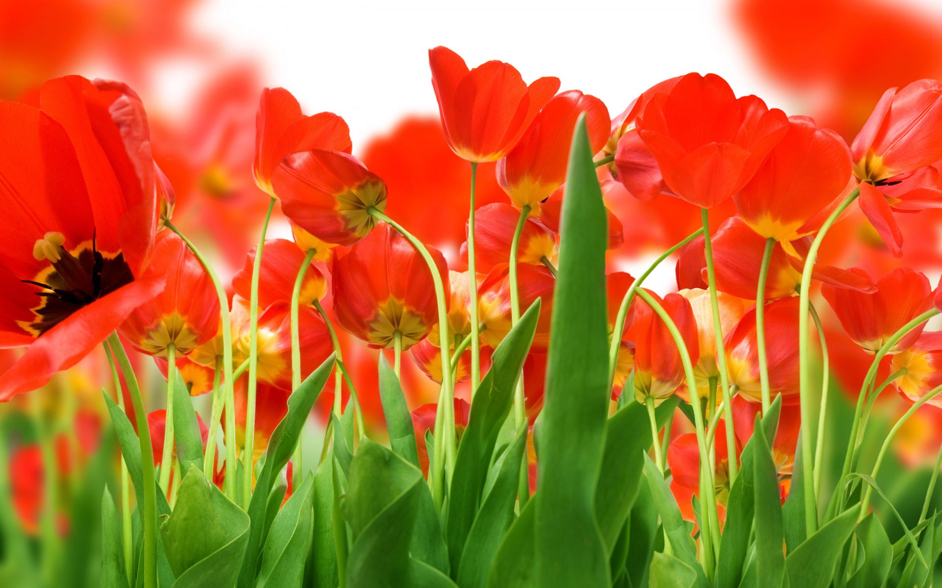 campo rojos tulipanes verdes