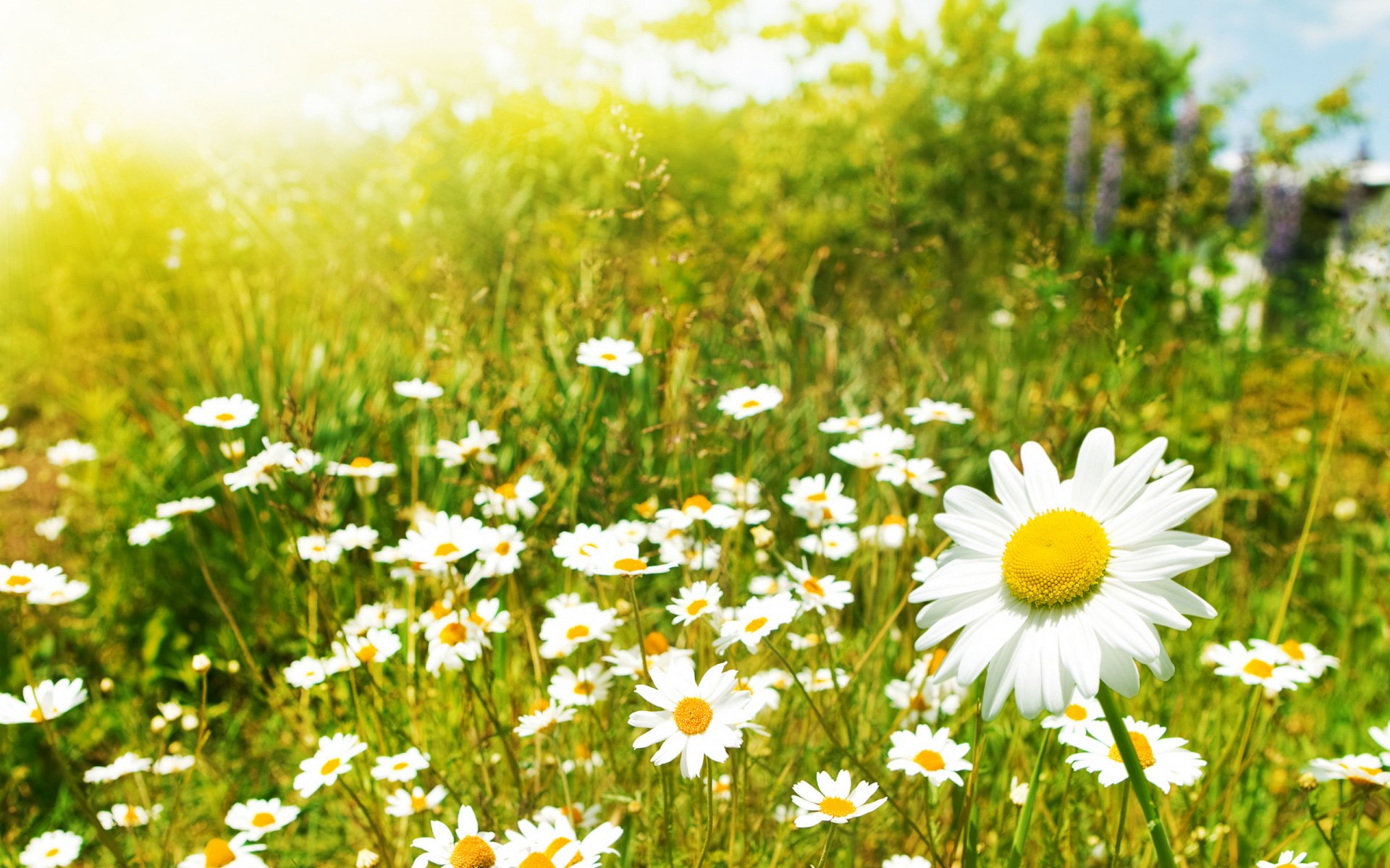 chamomile daisy flower close field plant