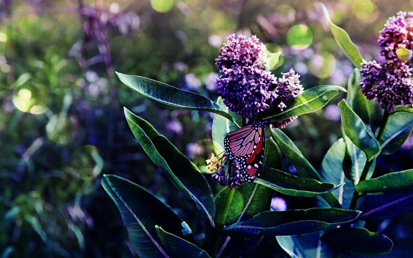 branches lilac leaves bloom butterfly