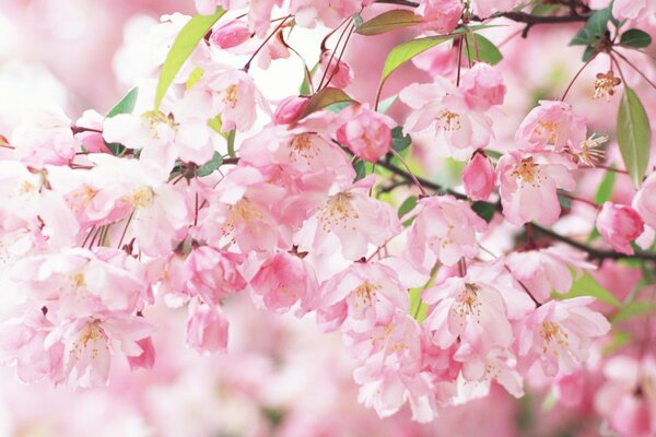 Ein Zweig der duftenden Kirschblüte im Frühling