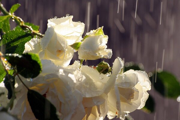Бутоны белых роз на фоне дождя