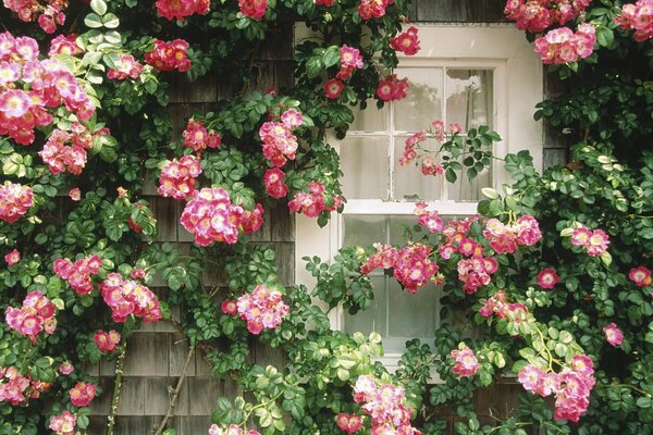 Pink flowers on long stems on the window