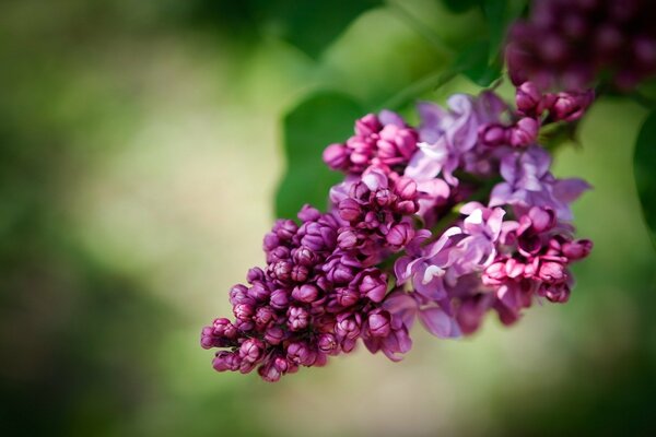 Ramo di lillà con fiori non aperti