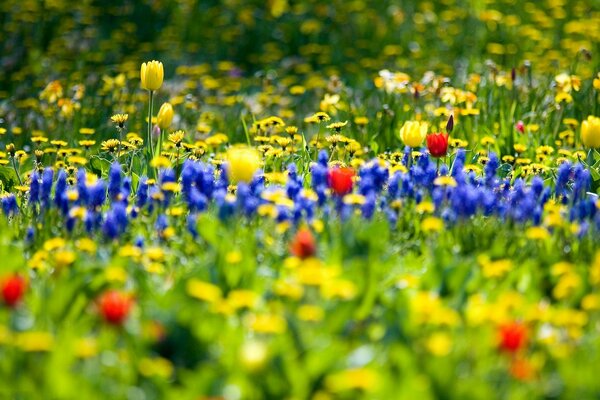 Campo incredibile con colori diversi