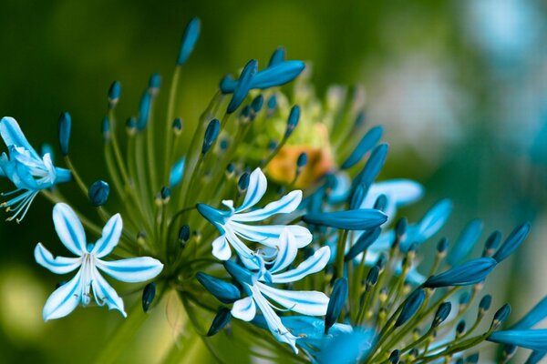 Brotes de flores azules en macro