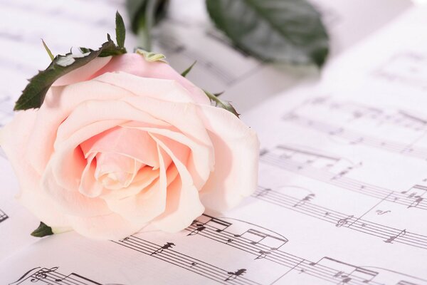 A delicate rose on a book with notes