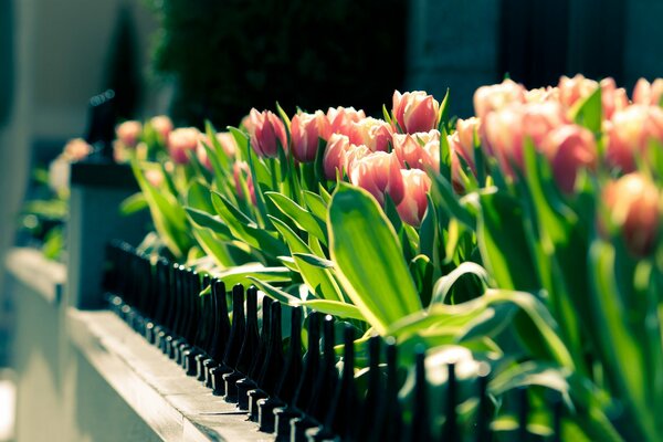 Pink tulips have blossomed beautifully