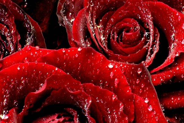 Rosas de terciopelo rojo en rocío