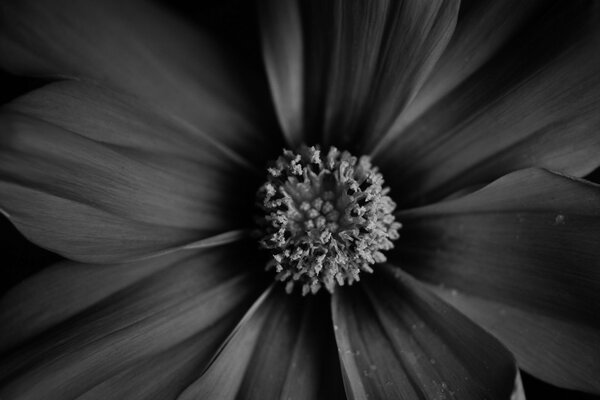 Black and white macro photo of a flower. Art object