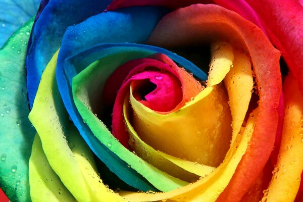 Macro image of a rainbow rose bud with dew drops