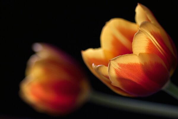 Lose Tulpen Nahaufnahme auf schwarzem Hintergrund