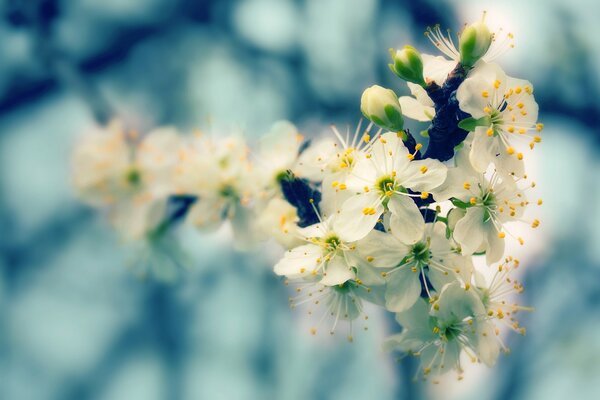 Muchas flores blancas en flor