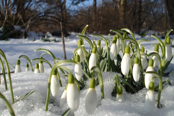 Primeln geben im Frühling Wärme