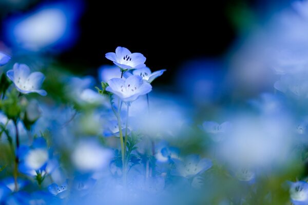 Delicate blue flowers in the field
