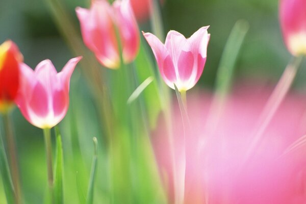 Tulipani luminosi rosa e uno rosso con foglie verdi su sfondo sfocato