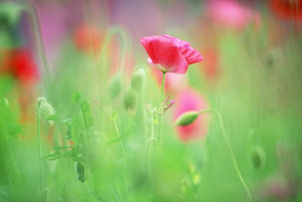 The buds of poppies in the greenery