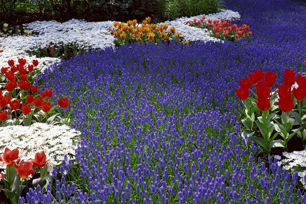 Beau parterre de fleurs dans le jardin