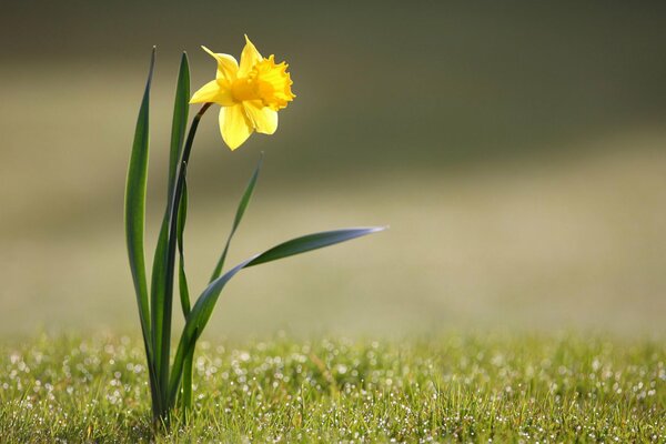 Fleur jaune dans l herbe dans la nature