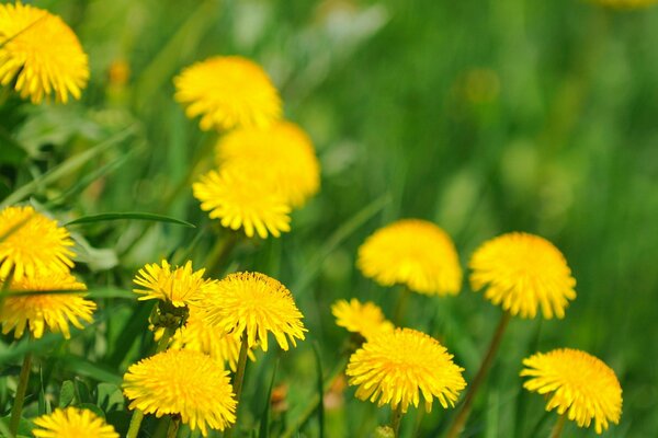 Dientes de León florecientes de primavera en el campo