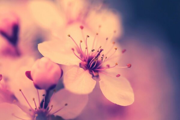 Fotografia macro di fiori di ciliegio primaverili