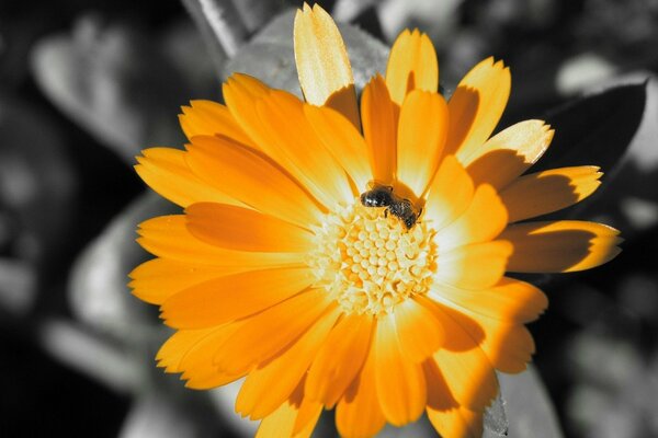 Fleur orange vif sur fond noir et blanc