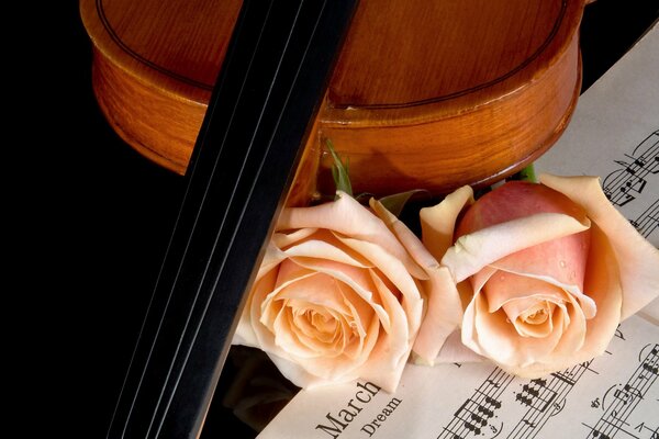 Bella foto di violino, rose e musica. Amore per la musica
