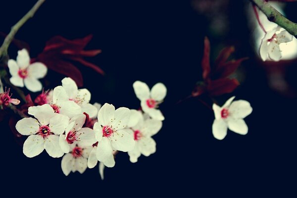 Flores blancas en una rama de cerezo