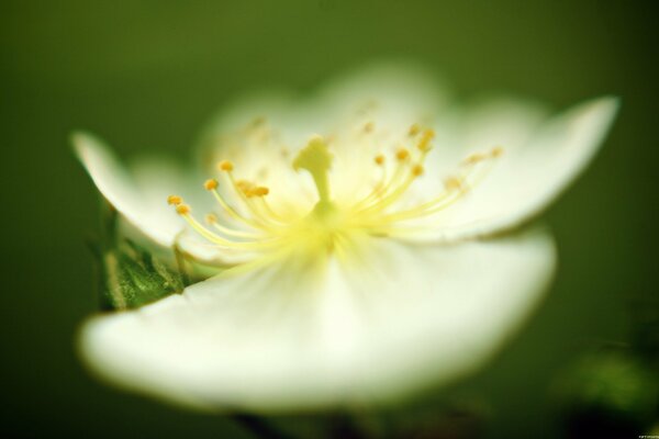 Belle fin de floraison de la fleur