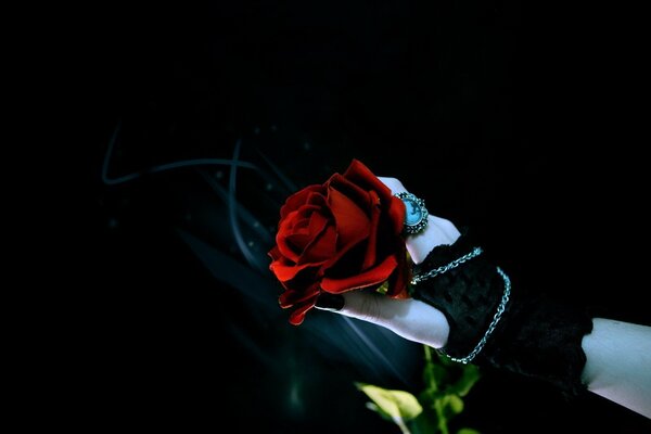 Rose rouge dans la main noire