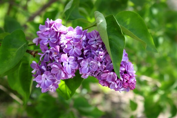 Belle branche de lilas avec des feuilles vertes